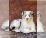Small Photo #11 Australian Shepherd Puppy For Sale in WESLEY CHAPEL, FL, USA