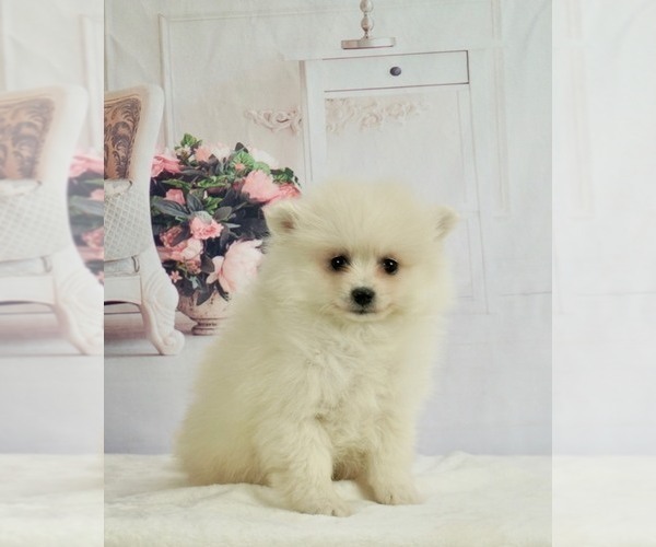 Medium Photo #1 Pomeranian Puppy For Sale in WARSAW, IN, USA