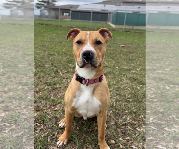 Medium Photo #2 Mutt Puppy For Sale in Jefferson, WI, USA