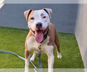 Mutt Dogs for adoption in Martinez, CA, USA