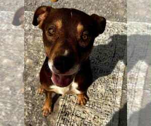 Edward - Male Mutt Dog for Adoption - Photo #3