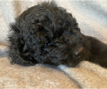 Small Photo #5 Labradoodle Puppy For Sale in CISCO, TX, USA