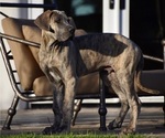 Puppy Stripes Great Dane