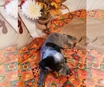 Small Photo #11 Australian Cattle Dog Puppy For Sale in BRIGGSDALE, CO, USA