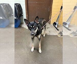 German Shepherd Dog-Unknown Mix Dogs for adoption in Stockton, CA, USA