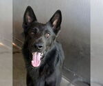 Small #1 German Shepherd Dog