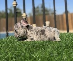 Small #15 French Bulldog