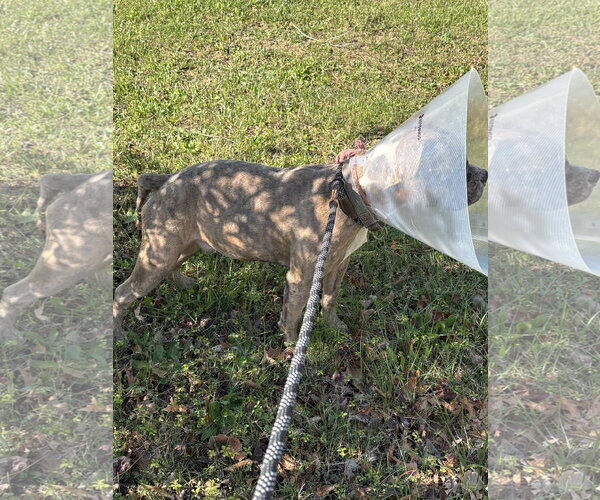 Medium Photo #11 Bull Terrier-Unknown Mix Puppy For Sale in Holly Springs, NC, USA