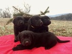 Small Photo #7 Labrottie Puppy For Sale in PORT ROYAL, PA, USA