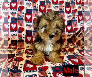 Yorkshire Terrier Puppy for sale in AMSTERDAM, MO, USA