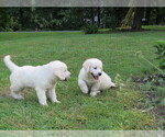 Small Photo #4 English Cream Golden Retriever Puppy For Sale in MILLVILLE, MA, USA