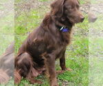 Small #6 Australian Shepherd-Chocolate Labrador retriever Mix