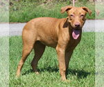 Honey 44362 - Female Retriever -Unknown Mix Dog for Adoption - Small photo
