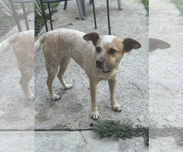 Medium Photo #1 Red Heeler-Unknown Mix Puppy For Sale in Thorndale, TX, USA