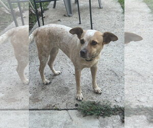 Red Heeler-Unknown Mix Dogs for adoption in Thorndale, TX, USA