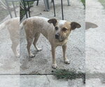 Lucy - Female Red Heeler-Unknown Mix Dog for Adoption - Small photo
