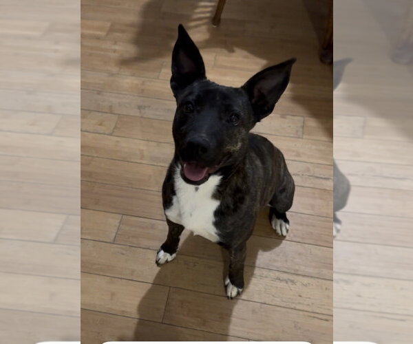 Medium Photo #2 Mutt Puppy For Sale in Conway, AR, USA