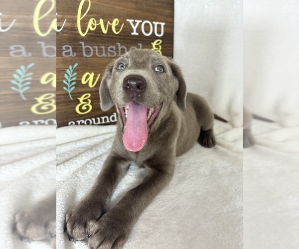 Medium Photo #1 Labrador Retriever Puppy For Sale in GREENFIELD, IN, USA