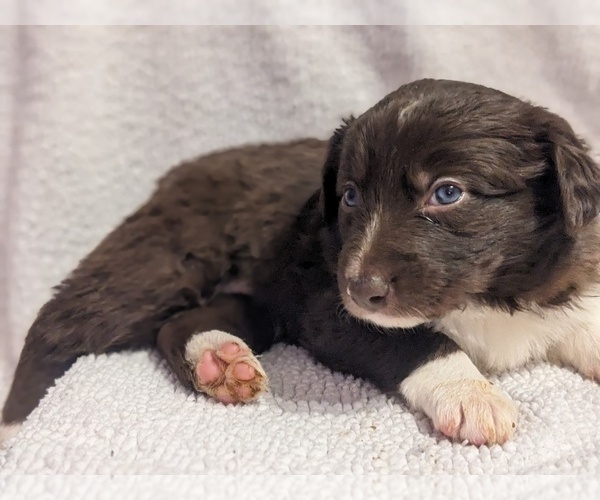 Medium Photo #2 Border Collie Puppy For Sale in HARRISON, ID, USA