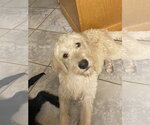 Small Labrador Retriever Mix