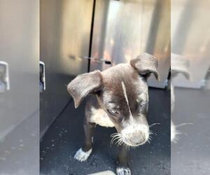 Pointer-Unknown Mix Dogs for adoption in San Antonio, TX, USA