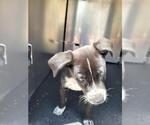 Small Pointer Mix
