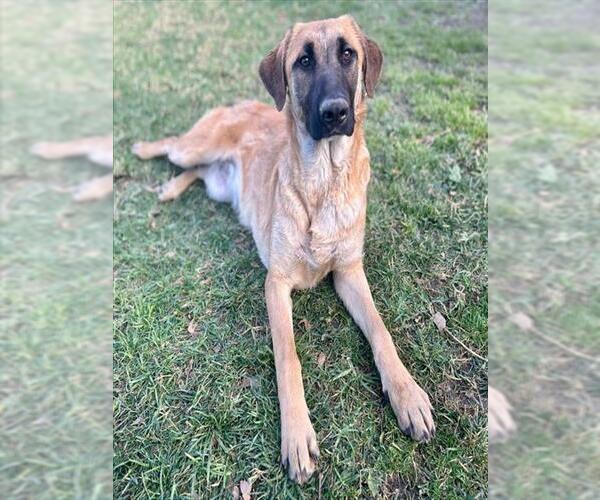 Medium Photo #3 Saluki-Unknown Mix Puppy For Sale in Riverside, CA, USA