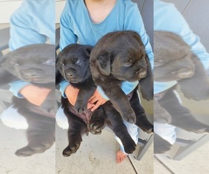 Labrottie-Rottweiler Mix Puppy for sale in TOLEDO, WA, USA