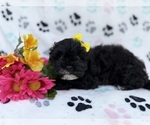 Small #4 Shih-Poo