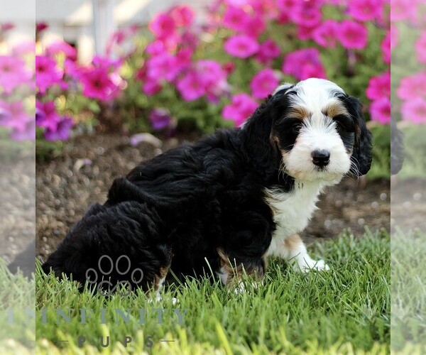 Medium Photo #4 Bernedoodle (Miniature) Puppy For Sale in GORDONVILLE, PA, USA