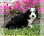 Small #3 Bernedoodle (Miniature)
