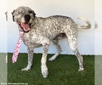 Small Photo #3 Dalmatian-German Shorthaired Pointer Mix Puppy For Sale in San Diego, CA, USA