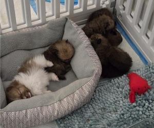 Pomeranian Litter for sale in MENIFEE, CA, USA