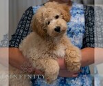 Small #4 Poochon