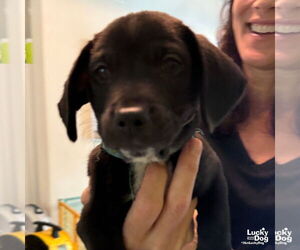 Labrador Retriever-Retriever  Mix Dogs for adoption in Washington, DC, USA