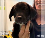 Small #1 Labrador Retriever-Retriever  Mix