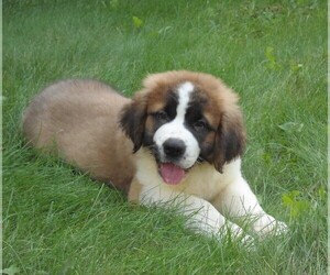 Saint Bernard Puppy for sale in FREDERICKSBG, OH, USA