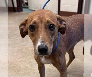 Greyhound-Unknown Mix Dogs for adoption in Canton, CT, USA