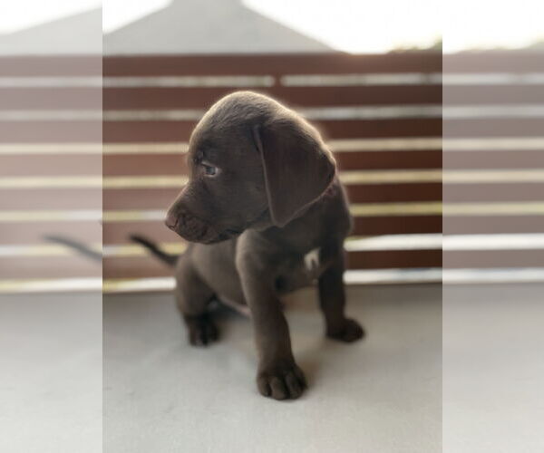 Medium Photo #3 Labrador Retriever-Unknown Mix Puppy For Sale in The Woodlands, TX, USA