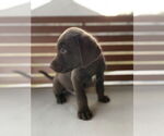 Small #2 Labrador Retriever Mix