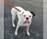 Small #5 Boxer