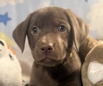 Small #7 Labrador Retriever