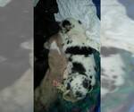 Small Photo #55 Great Dane Puppy For Sale in HOWARD CITY, MI, USA