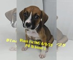 Small #1 Boxer Mix