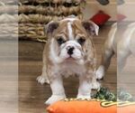 Small #6 English Bulldog