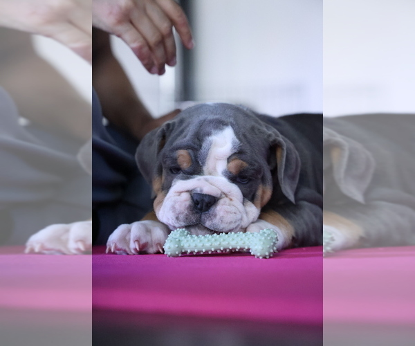 Medium Photo #5 English Bulldog Puppy For Sale in CLEVELAND, NC, USA