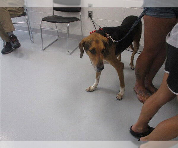 Medium Photo #1 Treeing Walker Coonhound Puppy For Sale in Ocala, FL, USA
