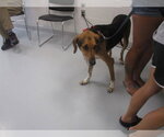 PENNY - Female Treeing Walker Coonhound Dog for Adoption - Small photo
