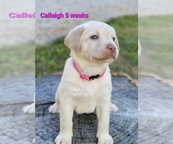 Medium Photo #23 Labrador Retriever Puppy For Sale in POCAHONTAS, IL, USA