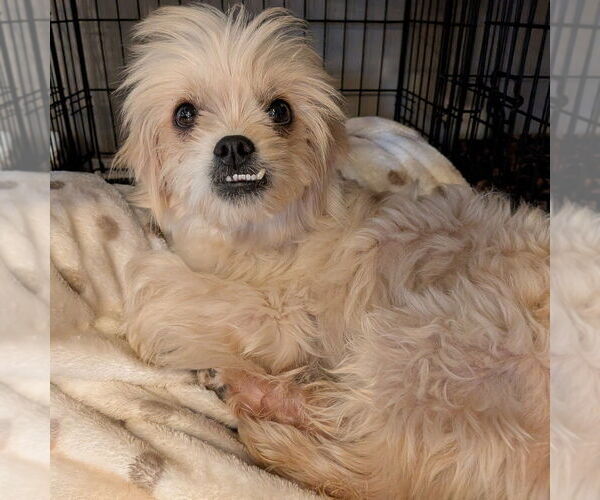 Medium Photo #4 Mutt Puppy For Sale in Vail, AZ, USA